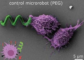 Stealth microrobots fly under the radar of the immune system