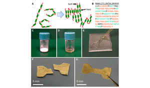 Segmented molecular design of self-healing proteinaceous materials.