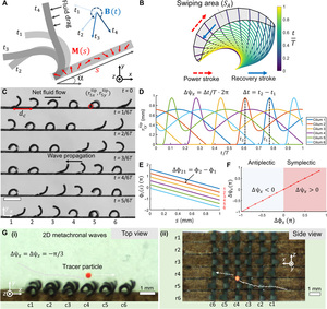 Bioinspired cilia arrays with programmable nonreciprocal motion and metachronal coordination