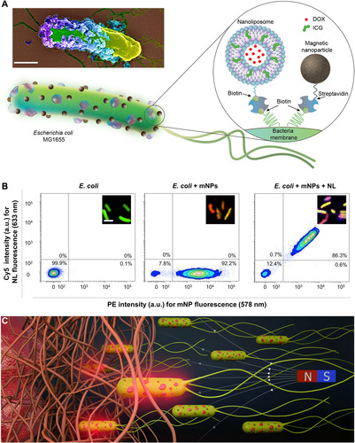 Magnetically steerable bacterial microrobots moving in 3D biological matrices for stimuli-responsive cargo delivery