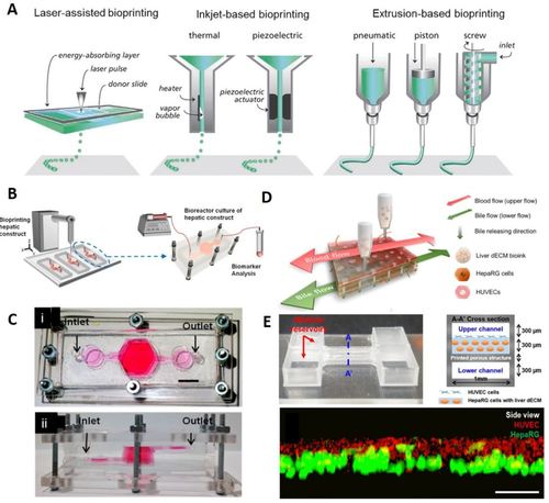 Three-Dimensional-Bioprinted Liver Chips and Challenges