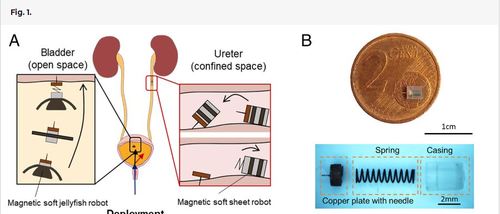 On-demand anchoring of wireless soft miniature robots on soft surfaces