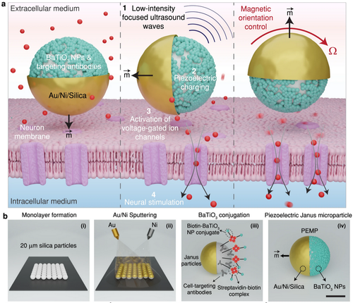 Janus microparticles-based targeted and spatially-controlled piezoelectric neural stimulation via low-intensity focused ultrasound