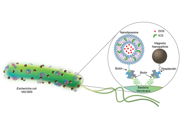 Bacteria-based biohybrid microrobots on a mission to one day battle cancer