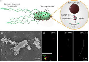 Nanoerythrosome-functionalized biohybrid microswimmers