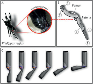 Spider origami: folding principle of jumping spider leg joints for bioinspired fluidic actuators