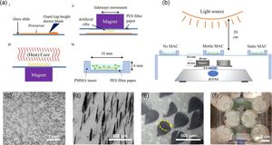 Enhancement of microalgae growth using magnetic artificial cilia