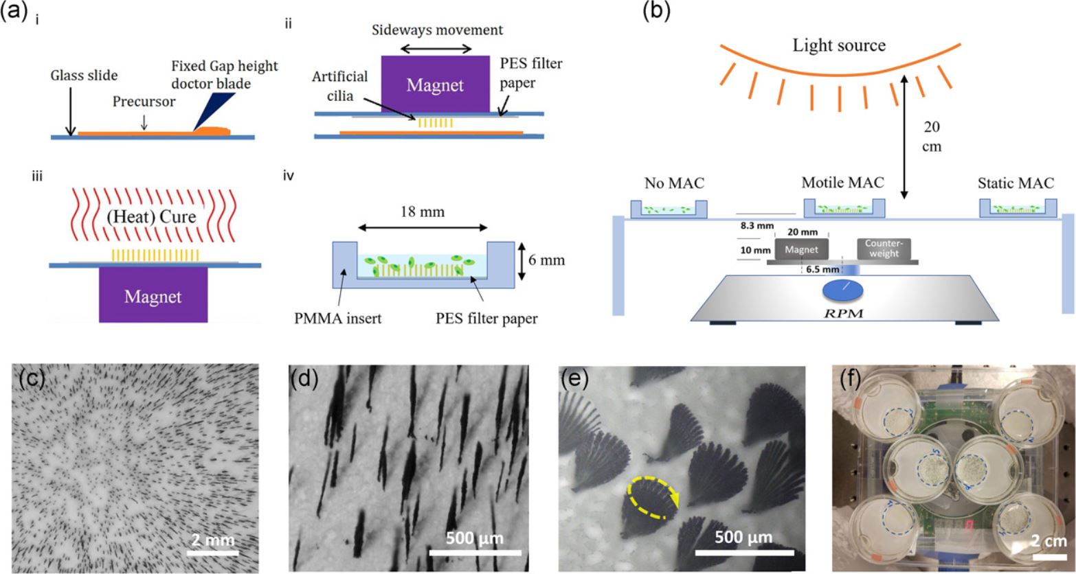 Enhancement of microalgae growth using magnetic artificial cilia ...