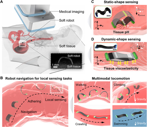 In situ sensing physiological properties of biological tissues using wireless miniature soft robots