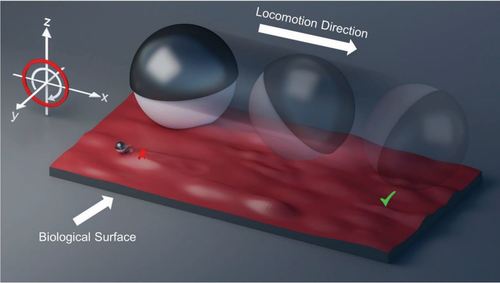 Size-Dependent Locomotion Ability of Surface Microrollers on Physiologically Relevant Microtopographical Surfaces