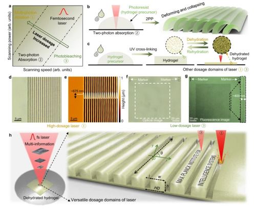 Micro-and nanofabrication of dynamic hydrogels with multichannel information