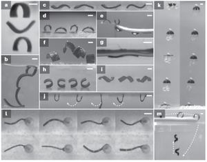 Design and build of small-scale magnetic soft-bodied robots with multimodal locomotion