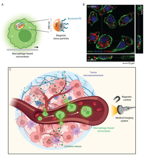 Immune Cell‐Based Microrobots for Remote Magnetic Actuation, Antitumor Activity, and Medical Imaging